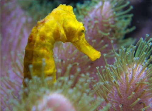 A yellow Seahorse